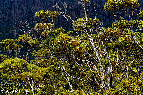 Eucalypt Forest and Mountains along the Pelion to Kia Ora segment of the Overland Track in Tasmania