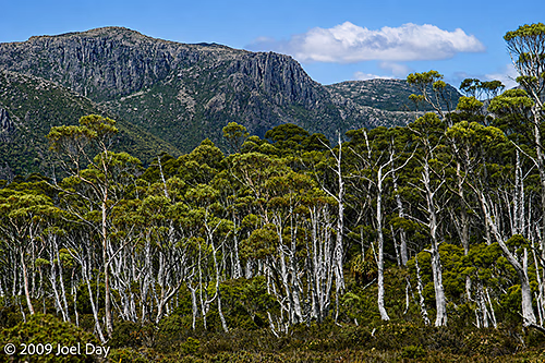 Eucalypt Forest and Mountains along the Pelion to Kia Ora segment of the Overland Track in Tasmania