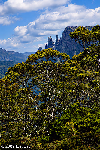 Eucalypt Forest and Mountains along the Pelion to Kia Ora segment of the Overland Track in Tasmania