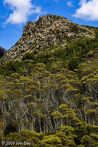 Eucalypt Forest and Mountains along the Pelion to Kia Ora segment of the Overland Track in Tasmania