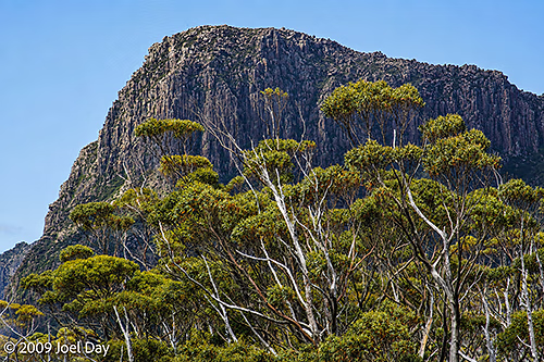 Eucalypt Forest and Mountains along the Pelion to Kia Ora segment of the Overland Track in Tasmania