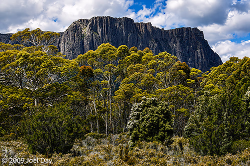 Eucalypt Forest and Mountains along the Pelion to Kia Ora segment of the Overland Track in Tasmania