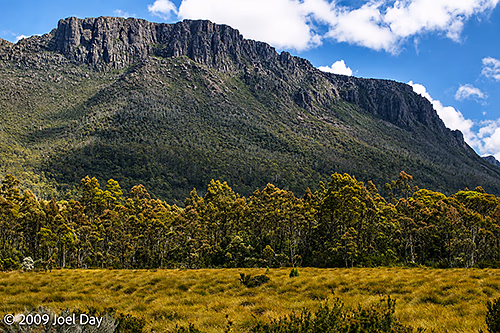 Eucalypt Forest and Mountains along the Pelion to Kia Ora segment of the Overland Track in Tasmania