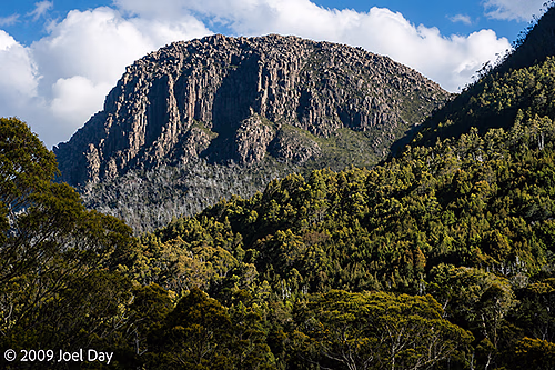 Eucalypt Forest and Mountains along the Pelion to Kia Ora segment of the Overland Track in Tasmania