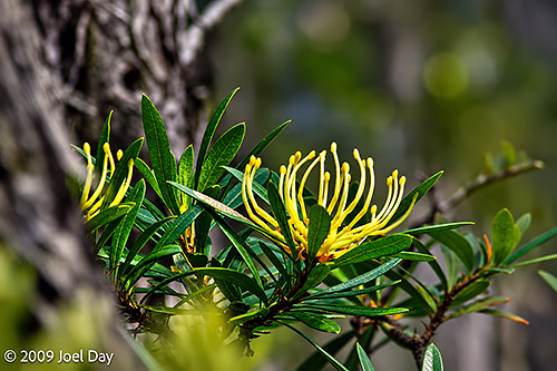 Tasmanian waratah (Telopea truncata) flowers along the Kia Ora to Windy Ridge segment of the Overland Track in Tasmania