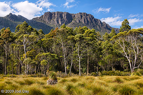 Eucalypt Forest and Mountains along the Pelion to Kia Ora segment of the Overland Track in Tasmania