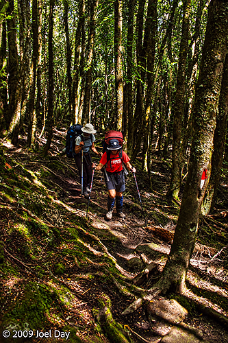 Rainforest Hikers along the Kia Ora to Windy Ridge segment of the Overland Track in Tasmania