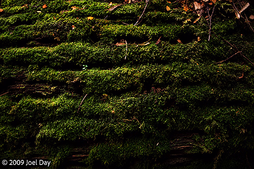 Moss-covered fallen log, Overland Track, Tasmania