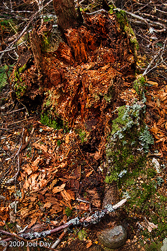 Decaying tree stump and moss, Overland Track, Tasmania