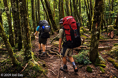 Rainforest Hikers along the Kia Ora to Windy Ridge segment of the Overland Track in Tasmania