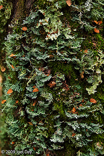 Lichens and mosses on a rainforest tree, Overland Track, Tasmania