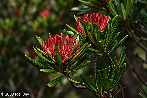 Tasmanian waratah (Telopea truncata) flowers along the Kia Ora to Windy Ridge segment of the Overland Track in Tasmania