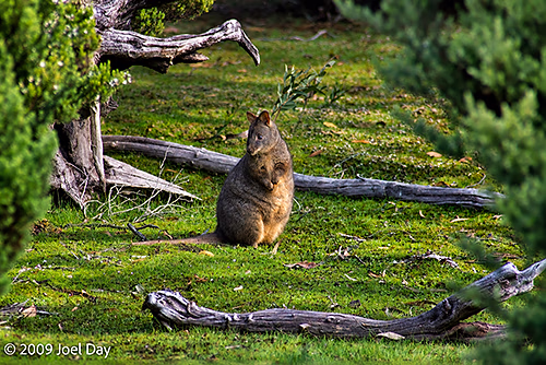Tasmanian Pademelon (Thylogale billardierii) near Cynthia Bay at the southern end of the Overland Track in Tasmania