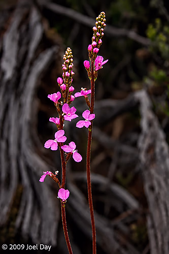 Narrowleaf Triggerplant (Stylidium graminifolium) along the Windy Ridge to Narcissus segment of the Overland Track in Tasmania