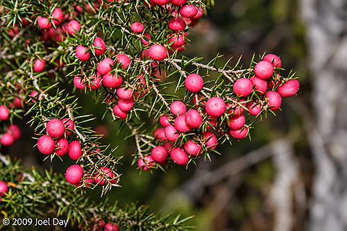 Mountain pinkberry (Leptecophylla parvifolia) along the Windy Ridge to Narcissus segment of the Overland Track in Tasmania