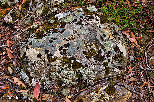 Lichens and Mosses Colonising an Alpine Rock along the Windy Ridge to Narcissus segment of the Overland Track in Tasmania