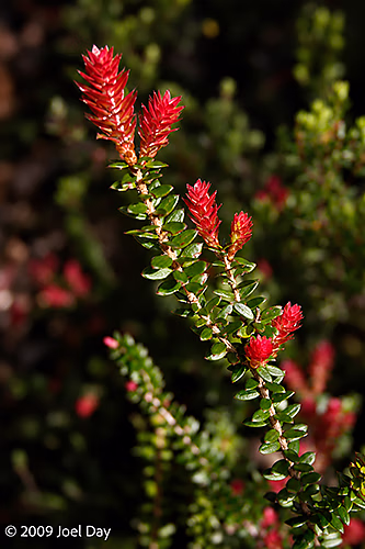 Twiggy heath or Richea scoparia (Epacridaceae) along the Windy Ridge to Narcissus segment of the Overland Track in Tasmania