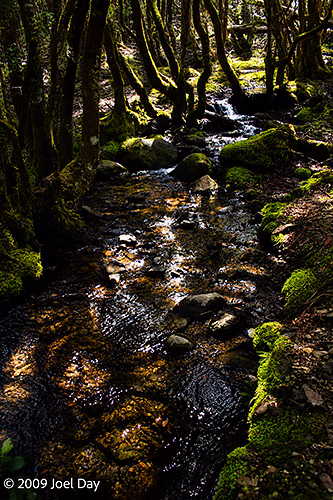 Creek along the Windy Ridge to Narcissus segment of the Overland Track in Tasmania