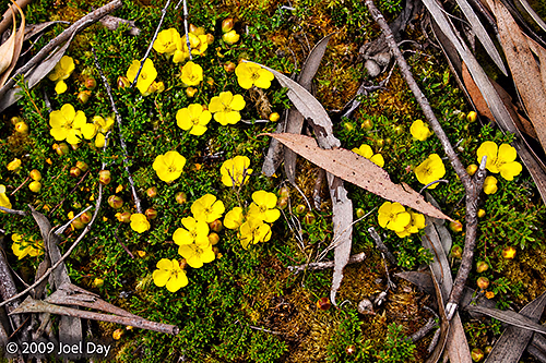 Creeping Buttercup (Ranunculus lappaceus), Tasmanian Heath and moss along the Windy Ridge to Narcissus segment of the Overland Track in Tasmania