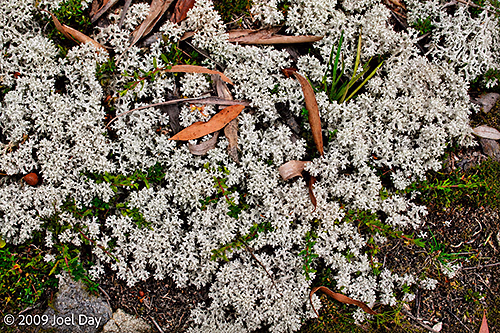 Reindeer lichen ( Cladonia rangiferina) and moss along the Windy Ridge to Narcissus segment of the Overland Track in Tasmania