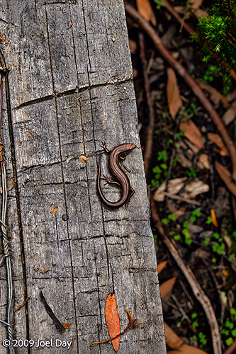 Metallic skink (Niveoscincus metallicus) along the Windy Ridge to Narcissus segment of the Overland Track in Tasmania
