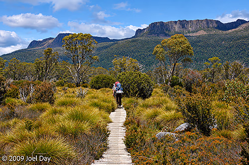 Eucalypt forest, buttongrass plains, and mountains along the Windy Ridge to Narcissus segment of the Overland Track in Tasmania