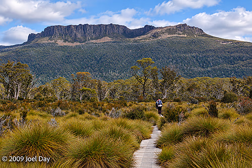 Eucalypt forest, buttongrass plains, and mountains along the Windy Ridge to Narcissus segment of the Overland Track in Tasmania
