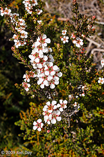 Snow-in-Summer (Leptospermum niveum) along the Windy Ridge to Narcissus segment of the Overland Track in Tasmania