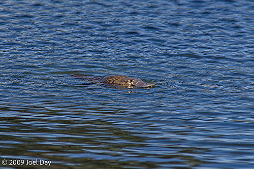 Platypus (Ornithorhynchus anatinus) near Narcissus River mouth at Lake St Clair, Tasmania