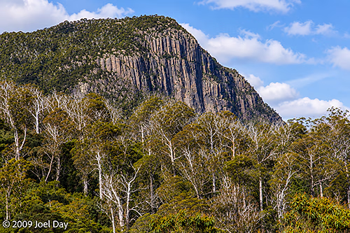 Eucalypt Forest and Mountains near the southern end of the Overland Track in Tasmania