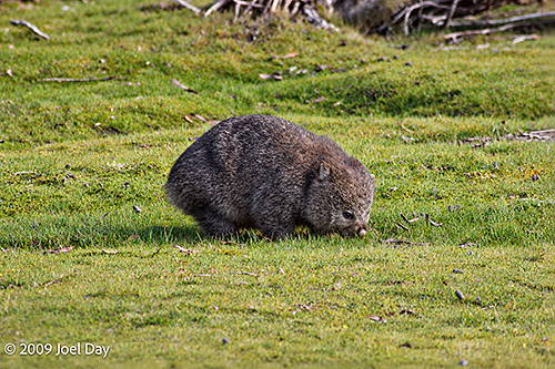 Common Wombat (Vombatus ursinus) near Cynthia Bay at the southern end of the Overland Track in Tasmania