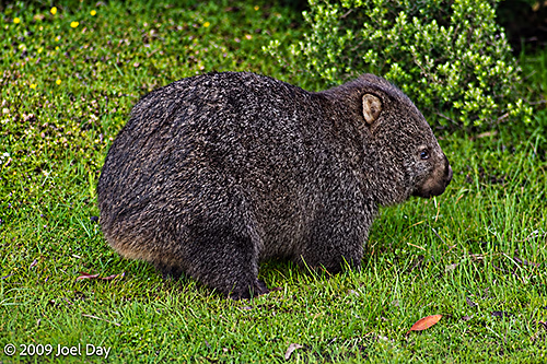 Common Wombat (Vombatus ursinus) near Cynthia Bay at the southern end of the Overland Track in Tasmania