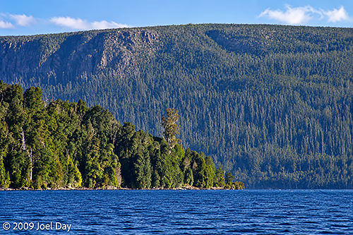 Eucalypt Forest and Mountains along Lake St Clair at the southern end of the Overland Track in Tasmania