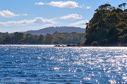 Eucalypt Forest and Mountains along Lake St Clair at the southern end of the Overland Track in Tasmania