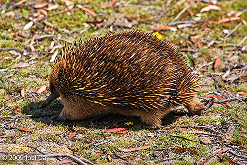 Short-beaked Echidna (Tachyglossus aculeatus) near Cynthia Bay at the southern end of the Overland Track in Tasmania