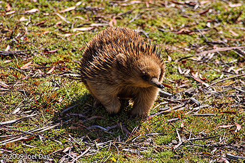 Short-beaked Echidna (Tachyglossus aculeatus) near Cynthia Bay at the southern end of the Overland Track in Tasmania
