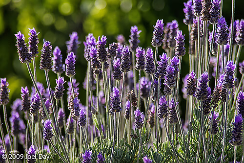Gardens of the Port Arthur Historic Site, Tasman Peninsula, Tasmania