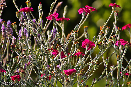 Gardens of the Port Arthur Historic Site, Tasman Peninsula, Tasmania
