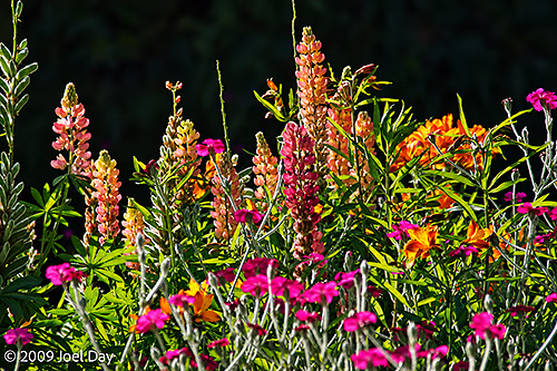 Gardens of the Port Arthur Historic Site, Tasman Peninsula, Tasmania