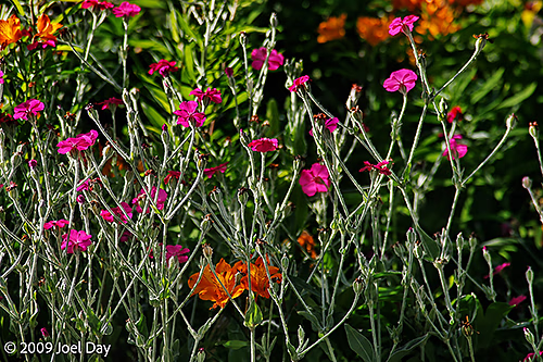 Gardens of the Port Arthur Historic Site, Tasman Peninsula, Tasmania