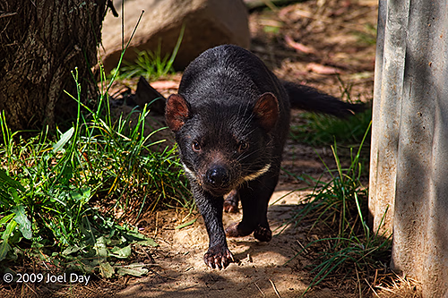 Tasmanian Devil Conservation Park, Tasman Peninsula, Tasmania