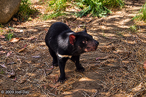 Tasmanian Devil Conservation Park, Tasman Peninsula, Tasmania