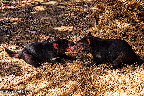 Feeding time at the Tasmanian Devil Conservation Park, Tasman Peninsula, Tasmania