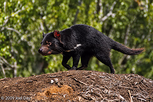 Tasmanian Devil Conservation Park, Tasman Peninsula, Tasmania
