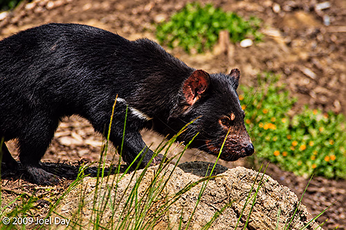 Tasmanian Devil Conservation Park, Tasman Peninsula, Tasmania