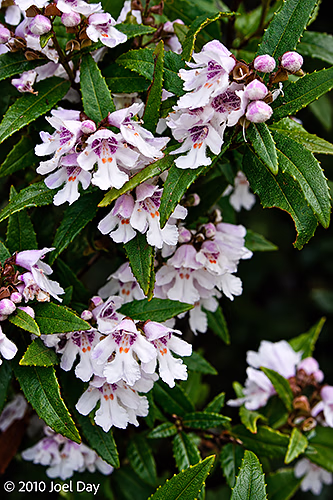 White Correa (Correa alba) in flower — Hobart, Tasmania