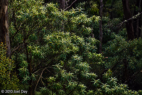 Royal Tasmanian Botanical Gardens, Hobart, Tasmania