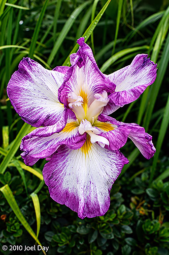 Japanese Iris (Iris ensata) — Royal Tasmanian Botanical Gardens, Hobart, Tasmania