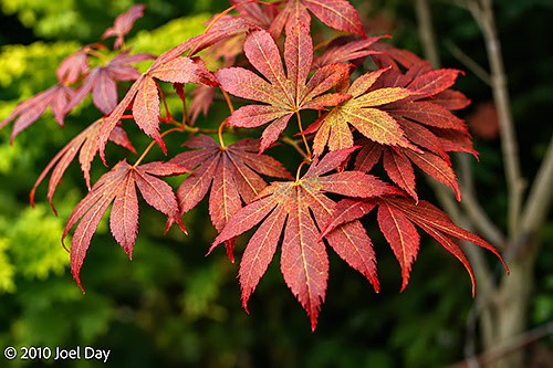 Japanese Maple (Acer palmatum) — Royal Tasmanian Botanical Gardens, Hobart, Tasmania