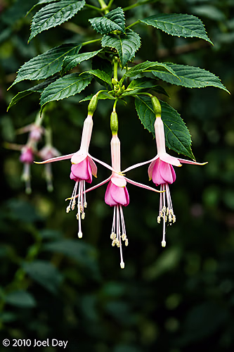 Fuchsia (Fuchsia sp.) — Royal Tasmanian Botanical Gardens, Hobart, Tasmania